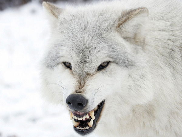 Роман Солод