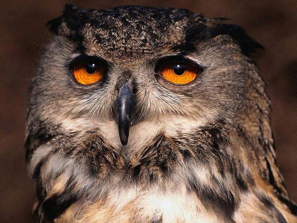 Воронкова Наталья