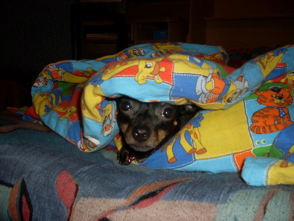 Аня Донцова