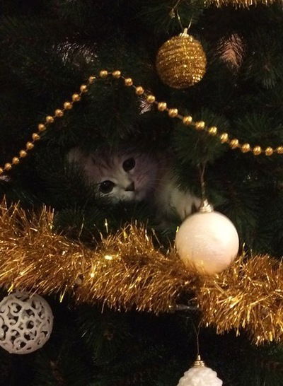 Лиана Гизатуллина