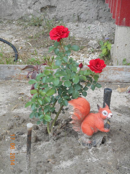 Наташа Кисюля