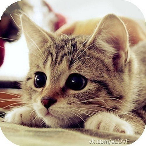 Владислав Багарешкин