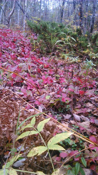 Евгения Тверитина