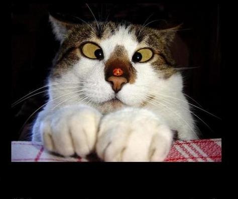 Валерий Лобанов