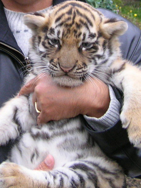 Александр Бычковский