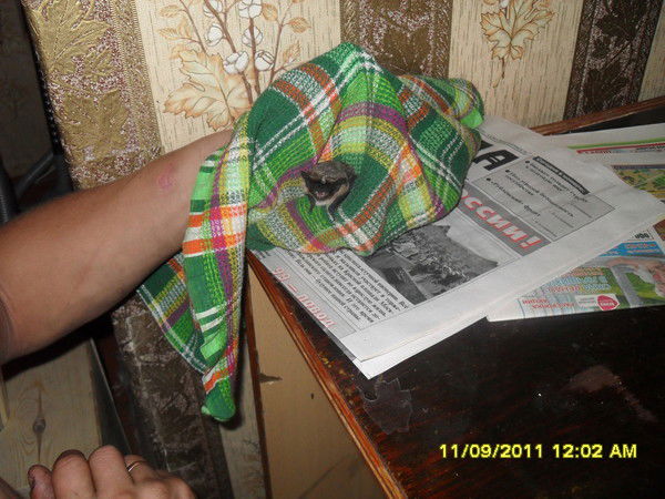 Павел Быков