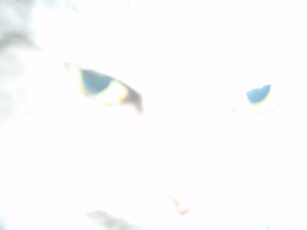 Евгений Михайлов