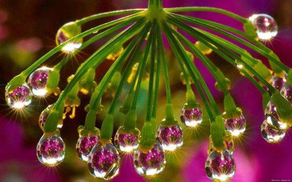 Анна Сарыглар