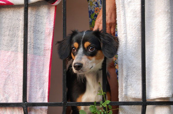 Светлана Голохвастова