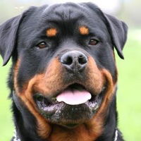 Никита Оленченко