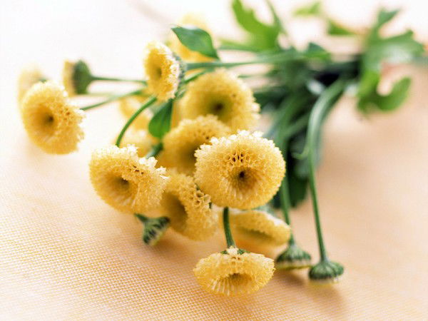 Ольга Красовская