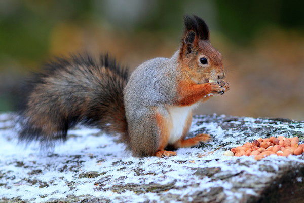 Марина Криворучко