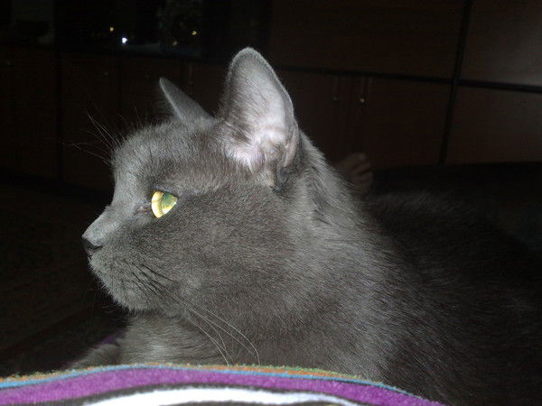 Аврора Сокол