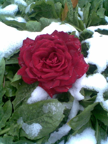 Марина Шамигулова