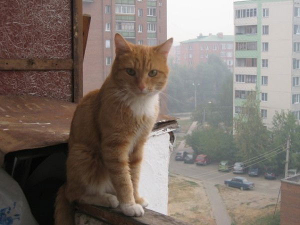 Андрей Прищепо