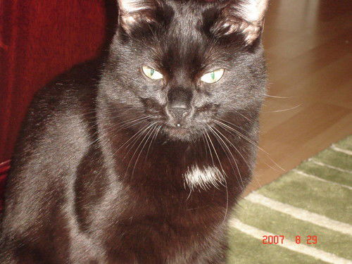 Анастасия Гергерт