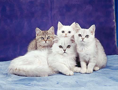 Наташа Голобородько