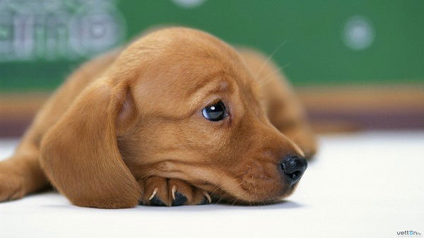 Ирина Еловская