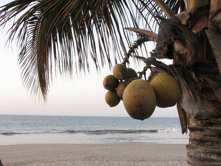 Алексей Криницын