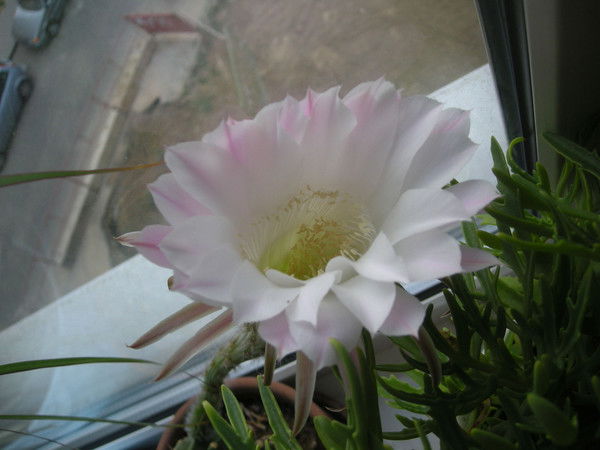 Елена Прокуронова