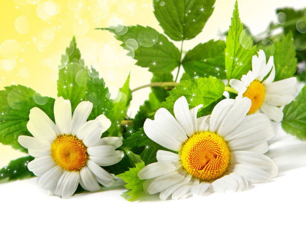 Галина Рогова