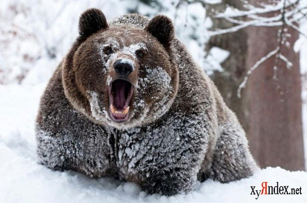 Миша Коржавин