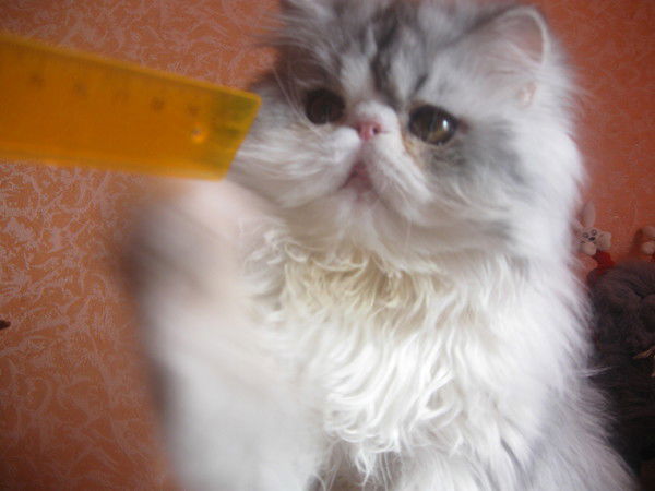 Мария Минаева