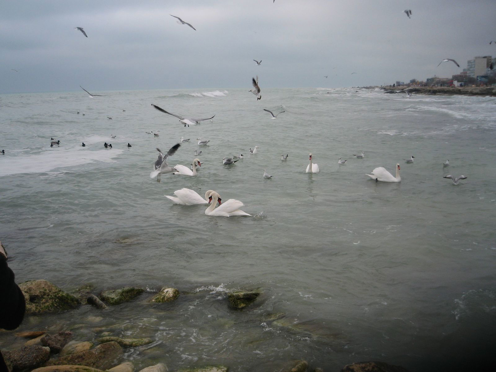 Елена Корчагина