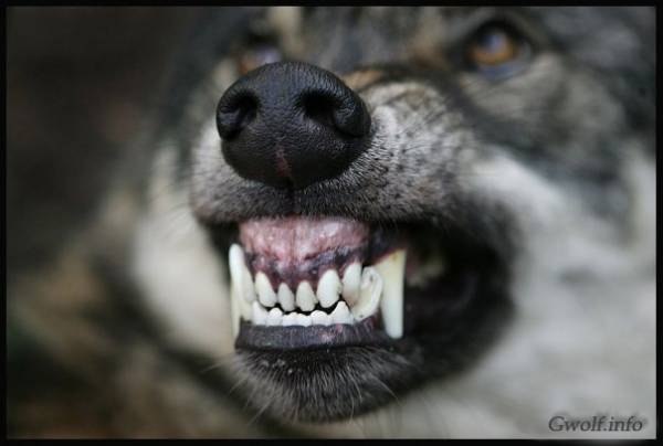 Ольга Ольга