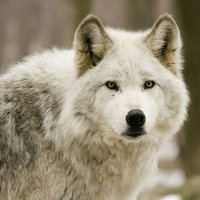 Хабиб Паветкин