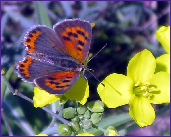 Яна Митюкова