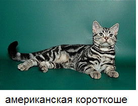 Татьяна Гизбрехт