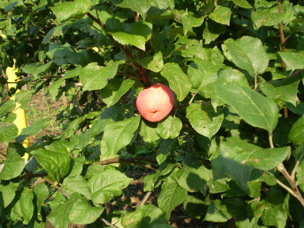 Татьяна Стратонова