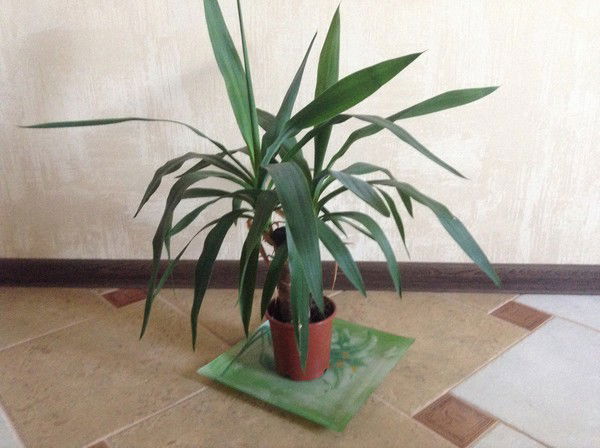 Елена Шевченко