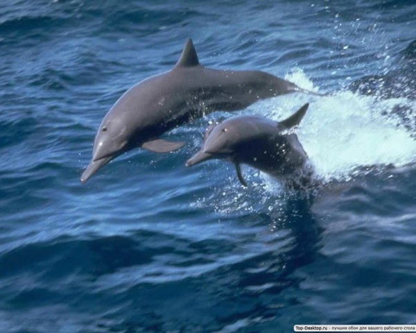 Валерия Сивер