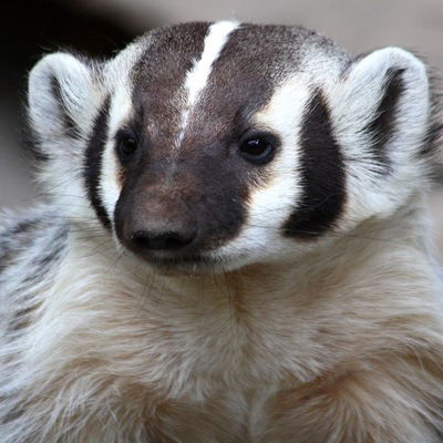 Барсук Женя