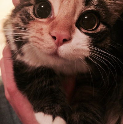 Макс Князев