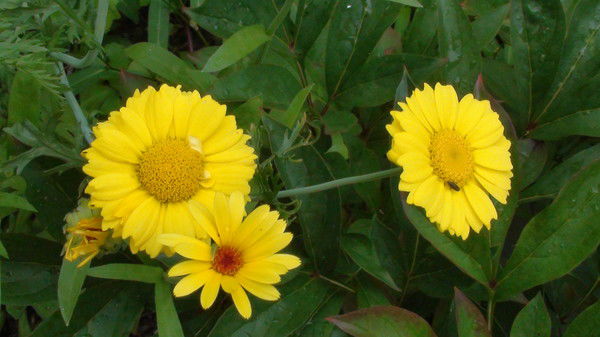 Александр Бурычев