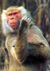 Дима Храмченков