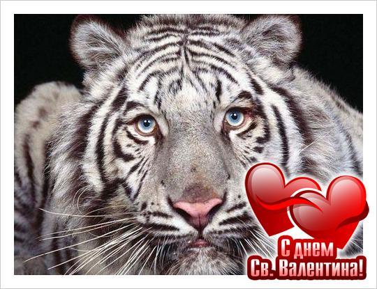 Альберт Зенин