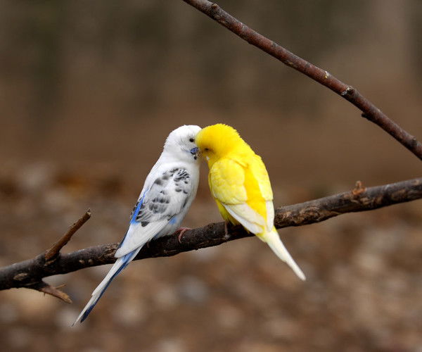 Ае Новиковы Ае Новиковы