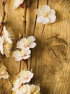 Анжела Коробейникова