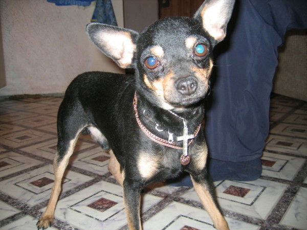 Александр Коротин