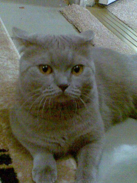 Вячеслав Горчаков