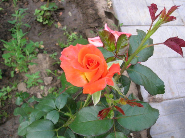 Александр Селинский