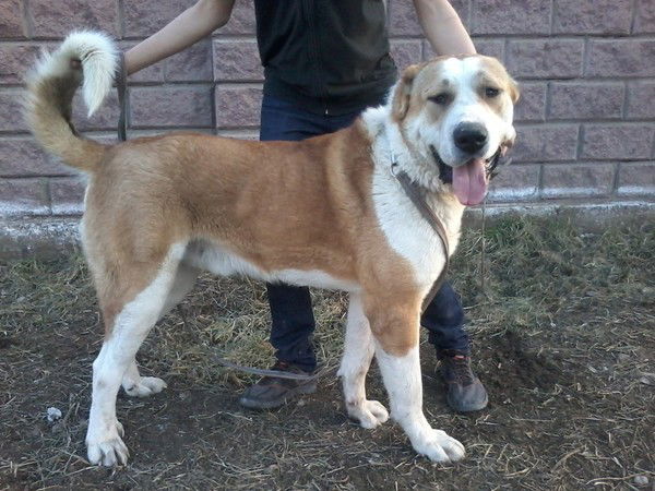 Рустам Баубеков