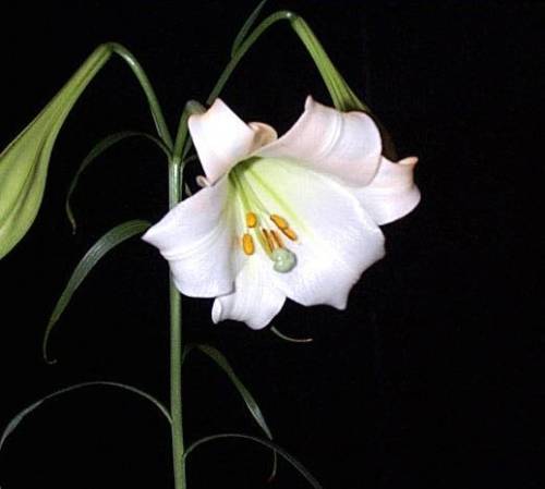 Аида Ахмедова