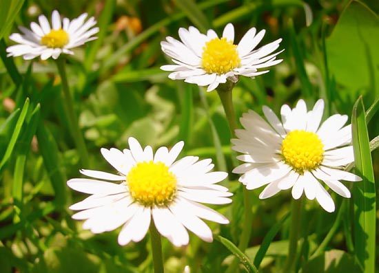 Наталья Овчинникова