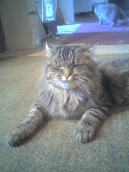 Андрей Стрельников