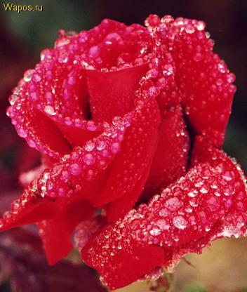 Мукай Шырдаков